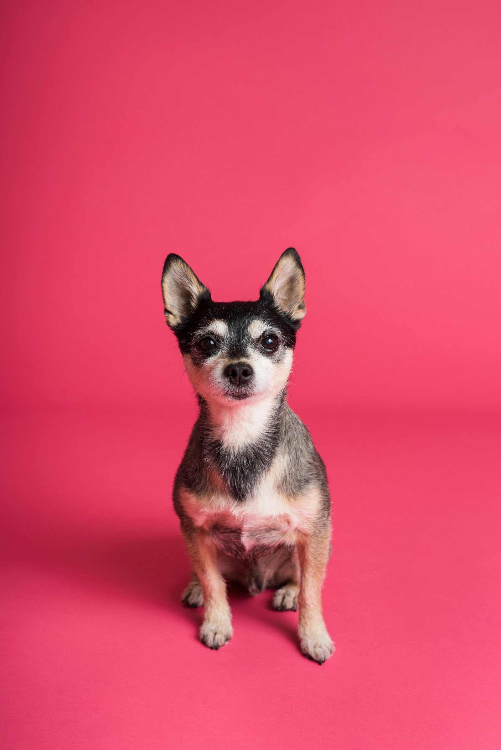 Image of pet