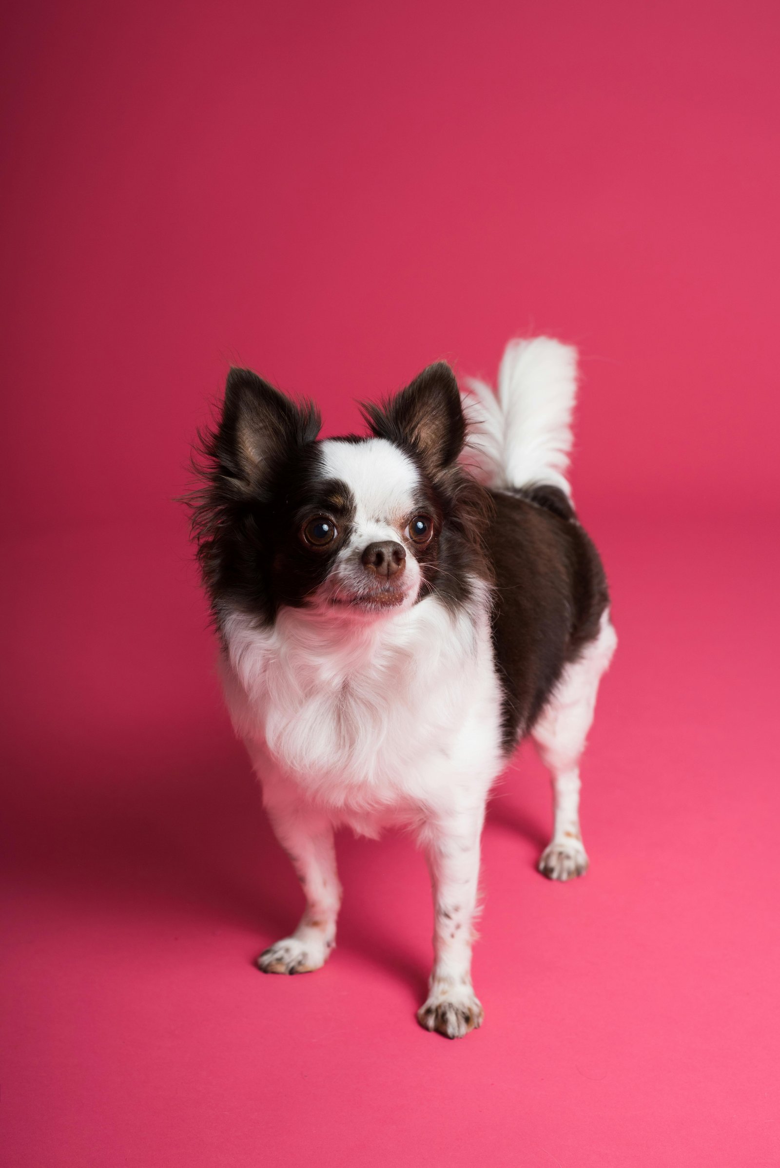 Image of pet