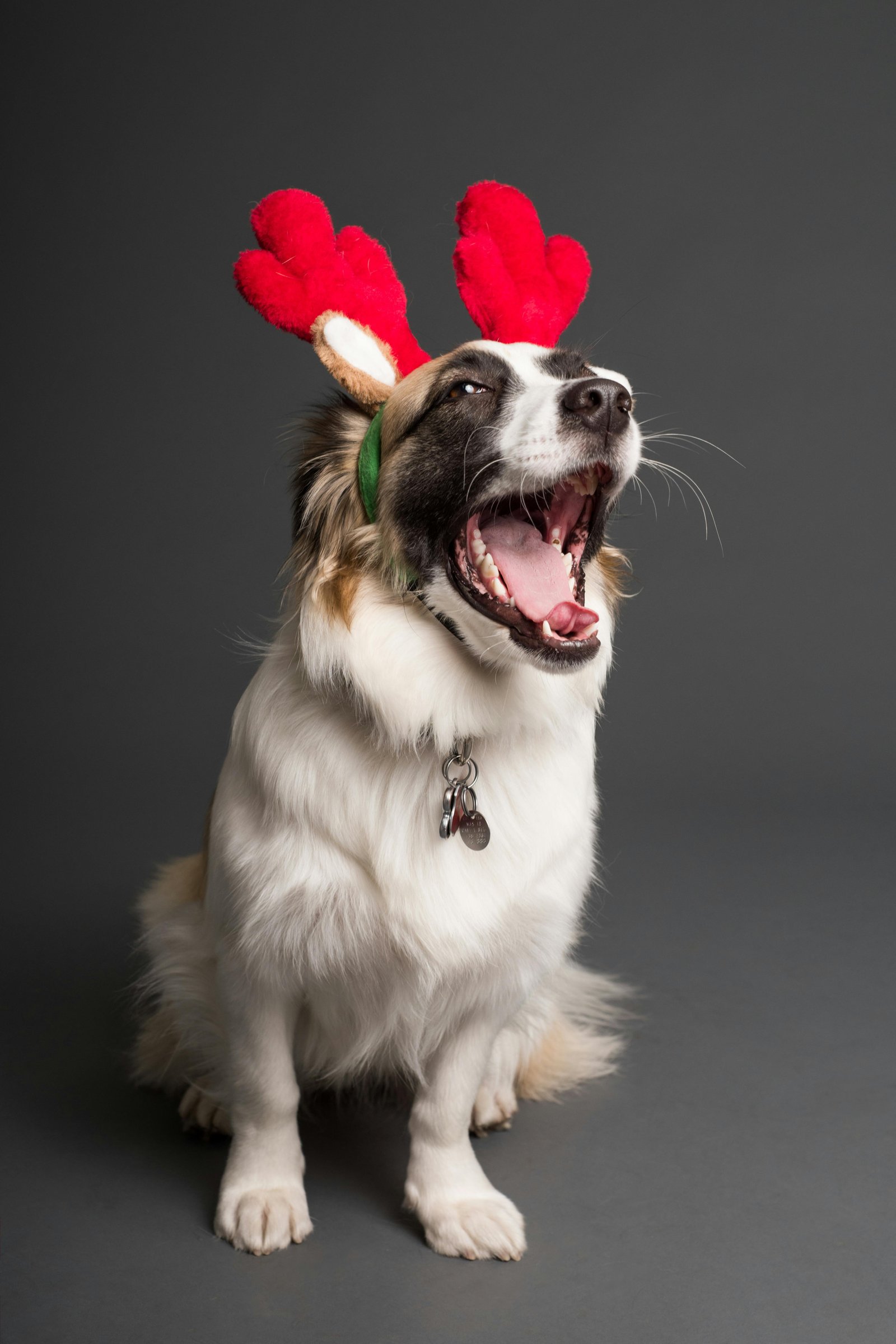 Image of pet