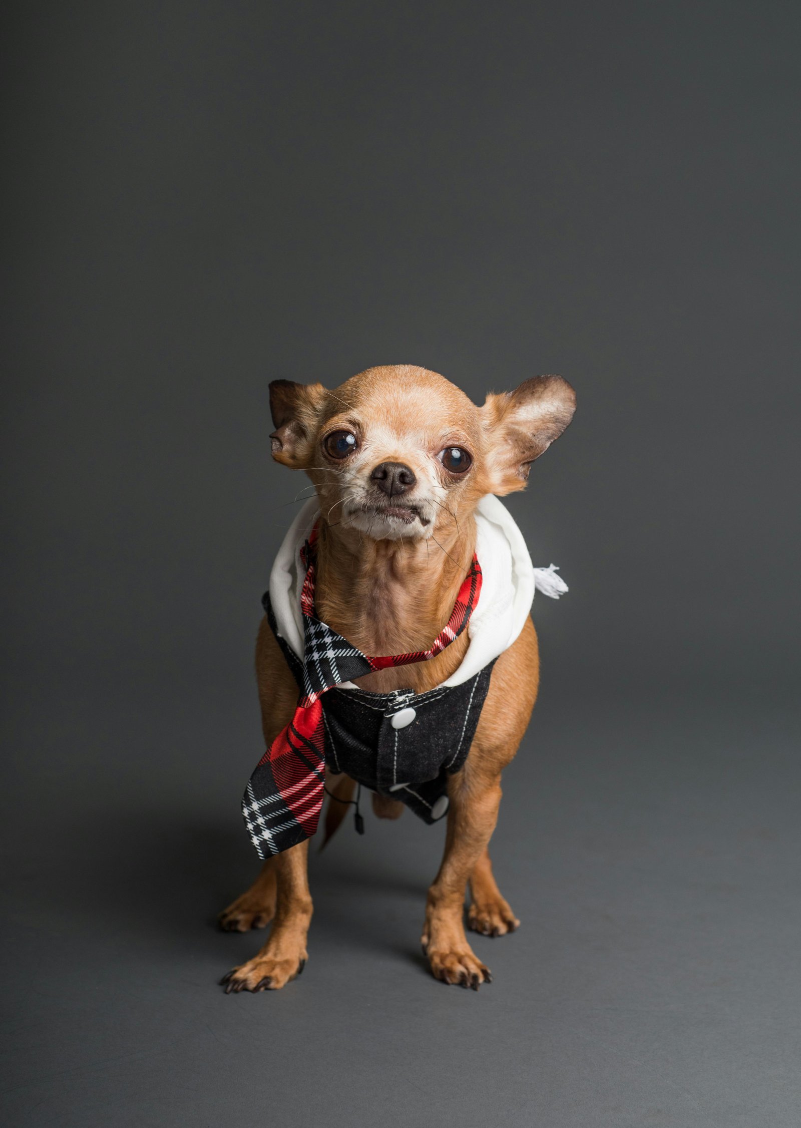 Image of pet